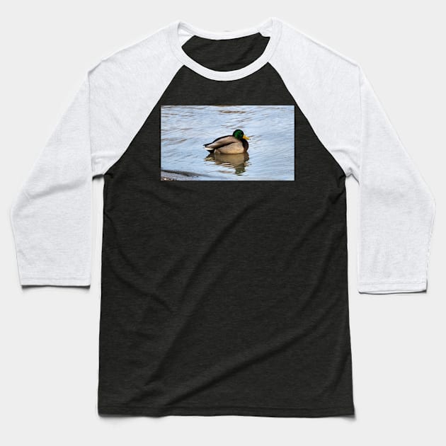 Male Mallard Duck Swimming Along a Beach Baseball T-Shirt by BackyardBirder